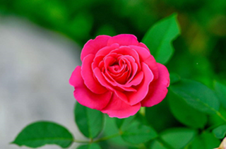 重庆桂花树
