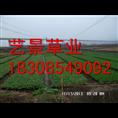 贵州绿化草坪——凯里市马尼拉草坪 