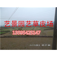 重庆市绿化草坪 种植基地 