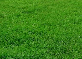 遵义市绿化草坪 种植基地 