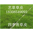 湖南郴州绿化草皮-贵州生产基地 