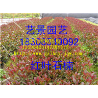 ~贵州红叶石楠价格~ 