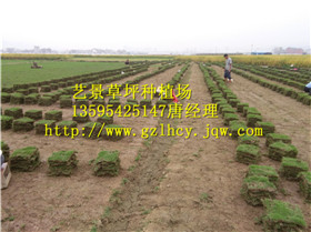 贵州百慕大草坪
