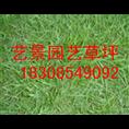 【贵州草坪】马尼拉草皮 