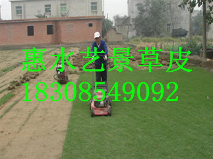 贵阳马尼拉草坪基地 
