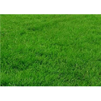 遵义市绿化草坪 种植基地 