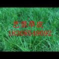 【湖南草坪】息烽县绿化草坪 