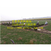都匀百慕大草坪批发基地