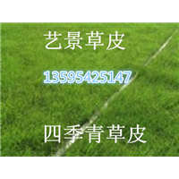 长顺县绿化草坪生产基地--剪股颖草坪 