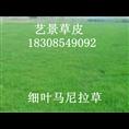 贵州马尼拉草、马尼拉草坪、马尼拉草坪 