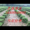 安顺市绿化草坪-马尼拉草坪基地 