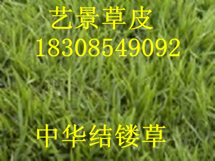 平塘县绿化草坪种植基地 