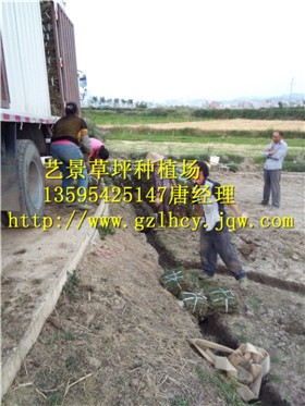 贵州绿化草坪种植场