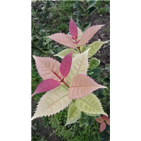 ★★惠水五彩桂花苗★★