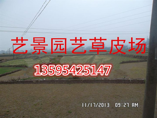 重庆市绿化草坪 种植基地 