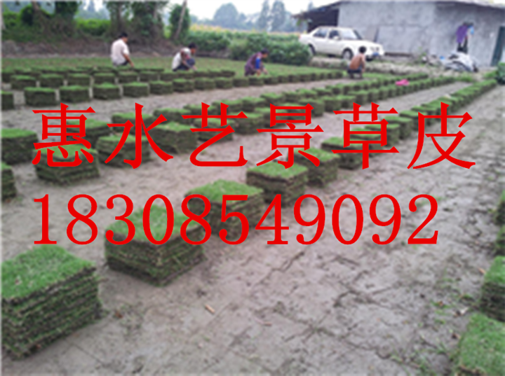 平坝县绿化草坪生产基地 