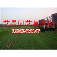 贵阳市绿化草坪 