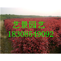 贵州红枫价格，都匀红枫价格