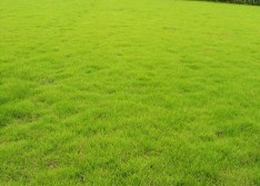 仁怀市绿化草坪基地~种植要点 