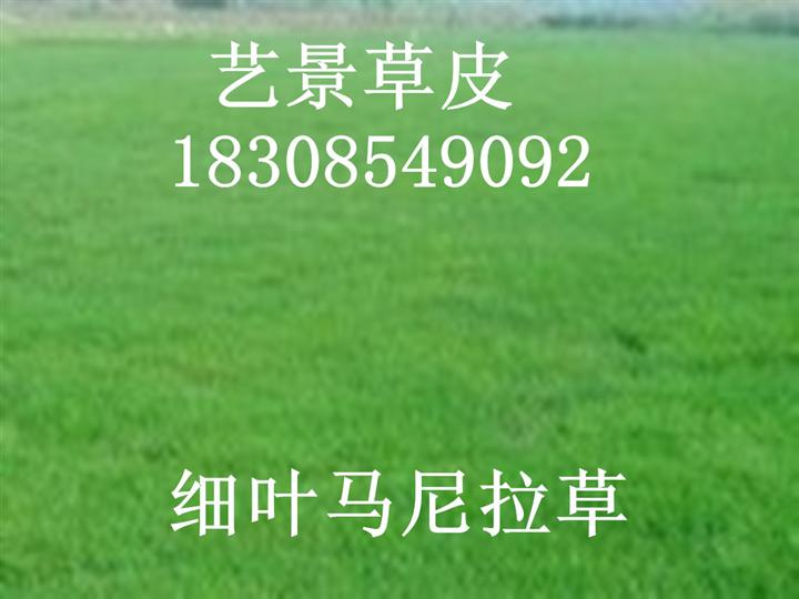 贵州绿化草坪 