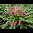 贵州草坪基地~黑麦草种植 