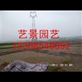 紫云县绿化草坪种植基地 