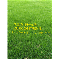 都匀四季青草坪 