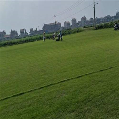 贵州百慕大草坪