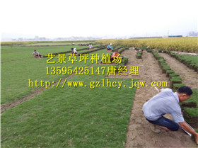 百慕大草坪，百慕达草坪