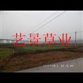 茅台镇绿化草坪基地 