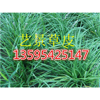 贞丰县绿化草坪基地~草地早熟禾 