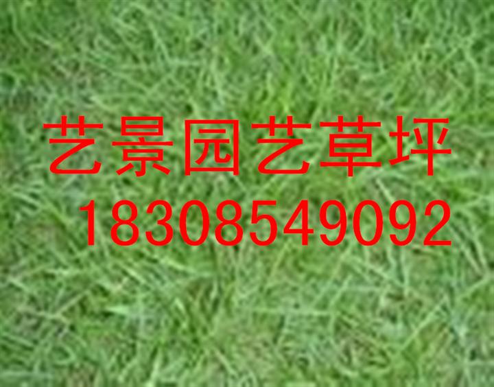 【贵州草坪】马尼拉草皮 