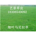湖南绿化草坪-马尼拉草坪 