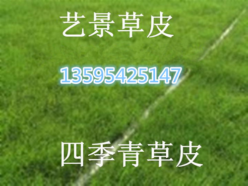 长顺县绿化草坪生产基地--剪股颖草坪 