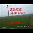 贵安新区绿化草坪基地 