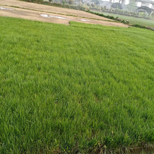贵州省绿化草坪批发价格