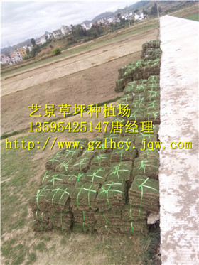 毕节市绿化草坪 