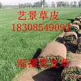 大方县绿化草坪种植基地 