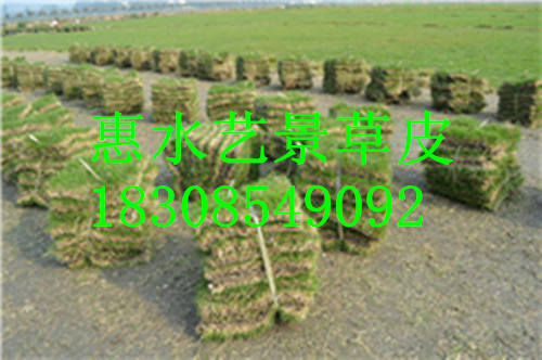 修文县绿化草坪种植基地 