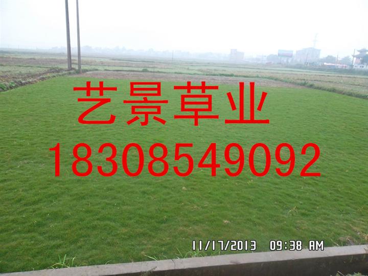 龙里县绿化草坪、苗木生产基地 