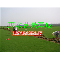 贵州绿化草坪—兴义市绿化草坪种植基地 