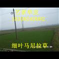 重庆市绿化草皮基地~马尼拉草皮 
