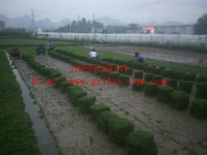 贵州绿化草坪~播种时间 