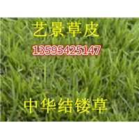 重庆绿化草坪~中华结缕草 