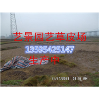 仁怀市绿化草坪播种时间 