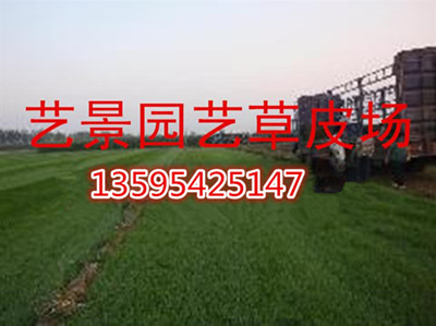 贵阳市绿化草坪 