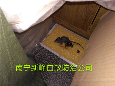 南宁城市灭鼠的注意事项
