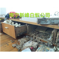 南宁白蚁防治公司分析白蚁与蚂蚁有哪些区别