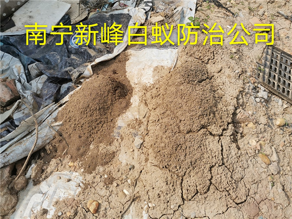 南宁专业红蚁防治公司防治白蚁常识