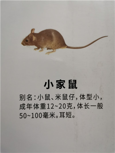 南宁灭鼠公司分享冬季灭鼠注意事项